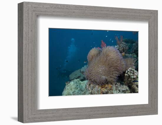Diver Swims Past a Large Sea Anenome on a Fijian Reef-Stocktrek Images-Framed Photographic Print