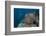 Diver Swims Past a Large Sea Anenome on a Fijian Reef-Stocktrek Images-Framed Photographic Print