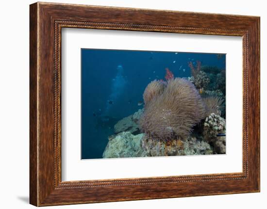 Diver Swims Past a Large Sea Anenome on a Fijian Reef-Stocktrek Images-Framed Photographic Print