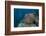 Diver Swims Past a Large Sea Anenome on a Fijian Reef-Stocktrek Images-Framed Photographic Print