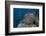 Diver Swims Past a Large Sea Anenome on a Fijian Reef-Stocktrek Images-Framed Photographic Print