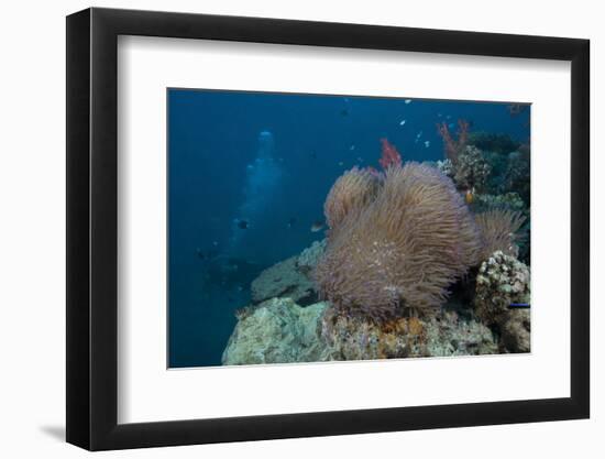 Diver Swims Past a Large Sea Anenome on a Fijian Reef-Stocktrek Images-Framed Photographic Print