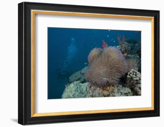 Diver Swims Past a Large Sea Anenome on a Fijian Reef-Stocktrek Images-Framed Photographic Print