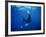 Diver Swims with Giant Manta Ray, Mexico-Jeffrey Rotman-Framed Photographic Print