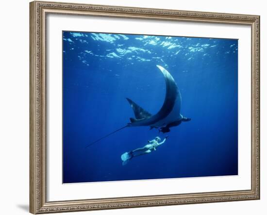 Diver Swims with Giant Manta Ray, Mexico-Jeffrey Rotman-Framed Photographic Print