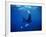 Diver Swims with Giant Manta Ray, Mexico-Jeffrey Rotman-Framed Photographic Print