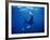 Diver Swims with Giant Manta Ray, Mexico-Jeffrey Rotman-Framed Photographic Print