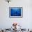 Diver Swims with Giant Manta Ray, Mexico-Jeffrey Rotman-Framed Photographic Print displayed on a wall