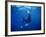 Diver Swims with Giant Manta Ray, Mexico-Jeffrey Rotman-Framed Photographic Print