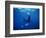 Diver Swims with Giant Manta Ray, Mexico-Jeffrey Rotman-Framed Photographic Print