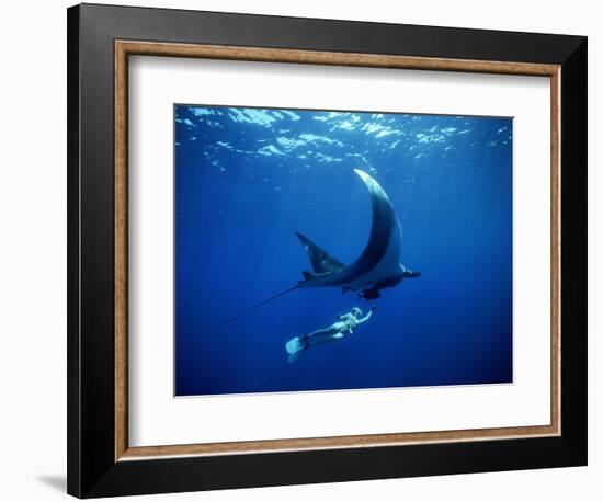 Diver Swims with Giant Manta Ray, Mexico-Jeffrey Rotman-Framed Photographic Print