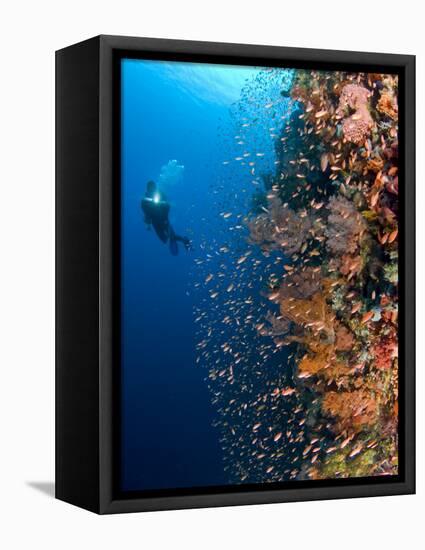 Diver With Light Next To Vertical Reef Formation, Pantar Island, Indonesia-Jones-Shimlock-Framed Premier Image Canvas