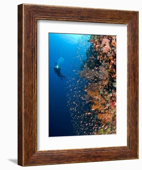 Diver With Light Next To Vertical Reef Formation, Pantar Island, Indonesia-Jones-Shimlock-Framed Photographic Print