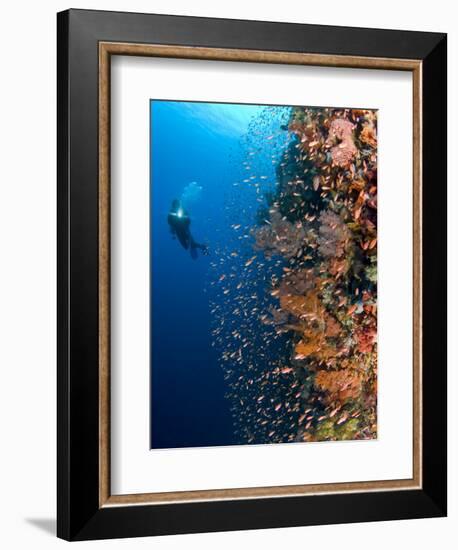 Diver With Light Next To Vertical Reef Formation, Pantar Island, Indonesia-Jones-Shimlock-Framed Photographic Print