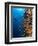 Diver With Light Next To Vertical Reef Formation, Pantar Island, Indonesia-Jones-Shimlock-Framed Photographic Print