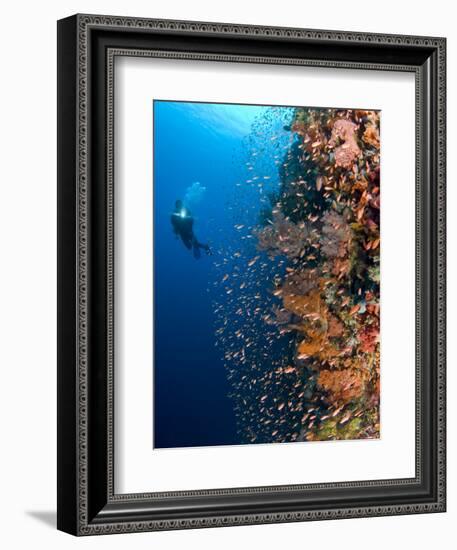 Diver With Light Next To Vertical Reef Formation, Pantar Island, Indonesia-Jones-Shimlock-Framed Photographic Print