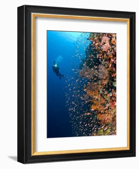 Diver With Light Next To Vertical Reef Formation, Pantar Island, Indonesia-Jones-Shimlock-Framed Photographic Print