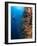 Diver With Light Next To Vertical Reef Formation, Pantar Island, Indonesia-Jones-Shimlock-Framed Photographic Print