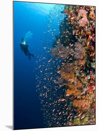 Diver With Light Next To Vertical Reef Formation, Pantar Island, Indonesia-Jones-Shimlock-Mounted Photographic Print