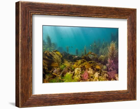 Diverse array of algae species, Falmouth, Cornwall, UK-Lewis Jefferies-Framed Photographic Print