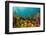 Diverse array of algae species, Falmouth, Cornwall, UK-Lewis Jefferies-Framed Photographic Print