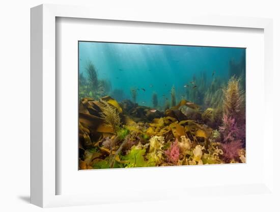 Diverse array of algae species, Falmouth, Cornwall, UK-Lewis Jefferies-Framed Photographic Print