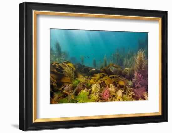 Diverse array of algae species, Falmouth, Cornwall, UK-Lewis Jefferies-Framed Photographic Print