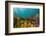 Diverse array of algae species, Falmouth, Cornwall, UK-Lewis Jefferies-Framed Photographic Print