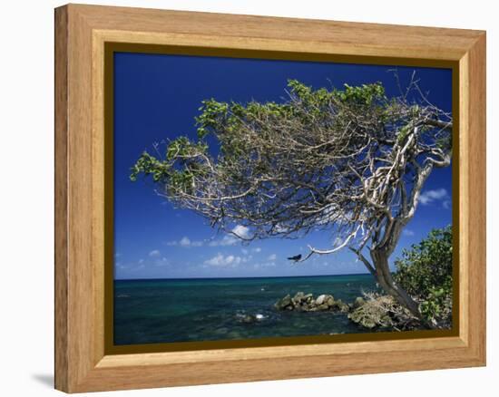 Divi Divi Tree, Cudarebe Point, Aruba, West Indies, Dutch Caribbean, Central America-Sergio Pitamitz-Framed Premier Image Canvas