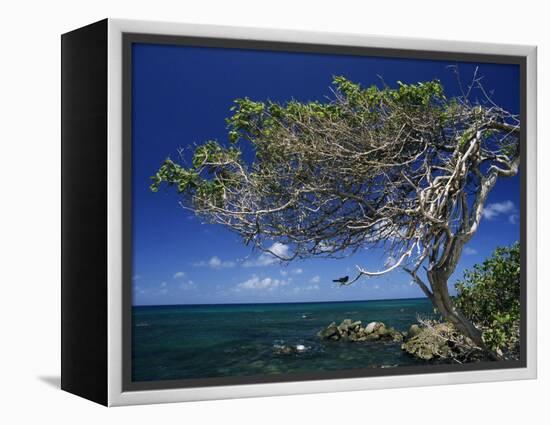 Divi Divi Tree, Cudarebe Point, Aruba, West Indies, Dutch Caribbean, Central America-Sergio Pitamitz-Framed Premier Image Canvas