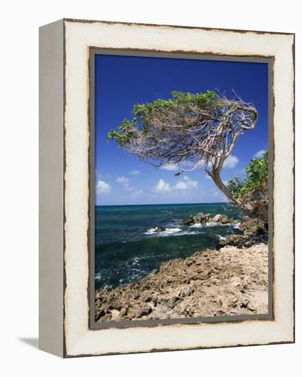 Divi Divi Tree, Cudarebe Point, Aruba, West Indies, Dutch Caribbean, Central America-Sergio Pitamitz-Framed Premier Image Canvas