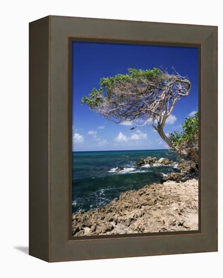 Divi Divi Tree, Cudarebe Point, Aruba, West Indies, Dutch Caribbean, Central America-Sergio Pitamitz-Framed Premier Image Canvas