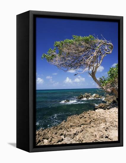 Divi Divi Tree, Cudarebe Point, Aruba, West Indies, Dutch Caribbean, Central America-Sergio Pitamitz-Framed Premier Image Canvas