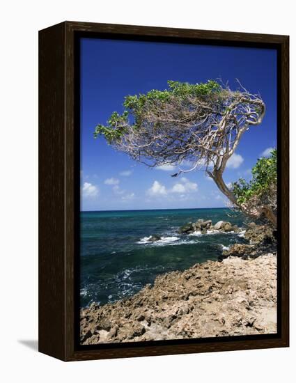 Divi Divi Tree, Cudarebe Point, Aruba, West Indies, Dutch Caribbean, Central America-Sergio Pitamitz-Framed Premier Image Canvas