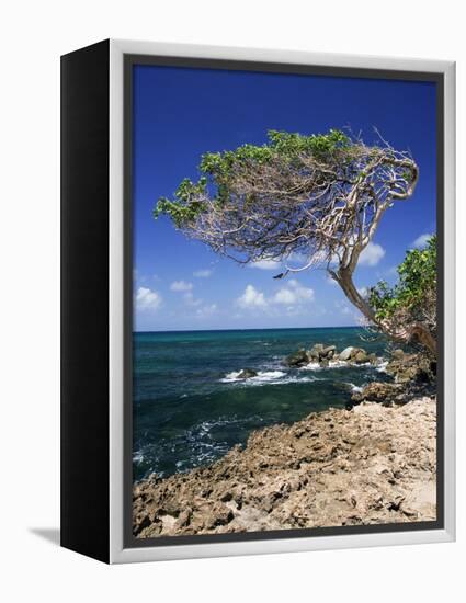 Divi Divi Tree, Cudarebe Point, Aruba, West Indies, Dutch Caribbean, Central America-Sergio Pitamitz-Framed Premier Image Canvas