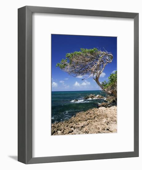 Divi Divi Tree, Cudarebe Point, Aruba, West Indies, Dutch Caribbean, Central America-Sergio Pitamitz-Framed Photographic Print