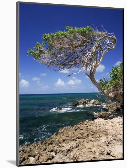 Divi Divi Tree, Cudarebe Point, Aruba, West Indies, Dutch Caribbean, Central America-Sergio Pitamitz-Mounted Photographic Print