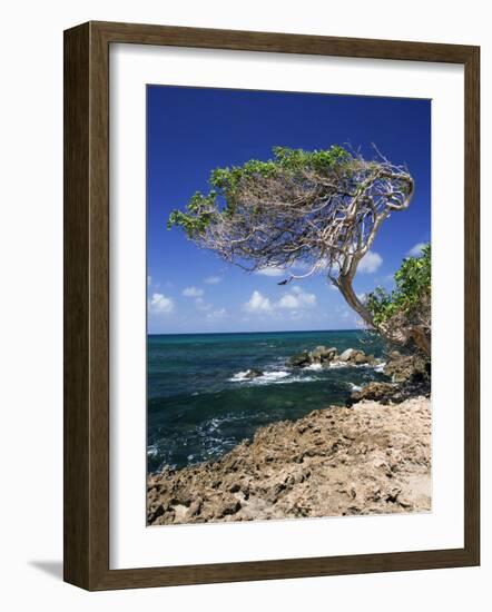 Divi Divi Tree, Cudarebe Point, Aruba, West Indies, Dutch Caribbean, Central America-Sergio Pitamitz-Framed Photographic Print