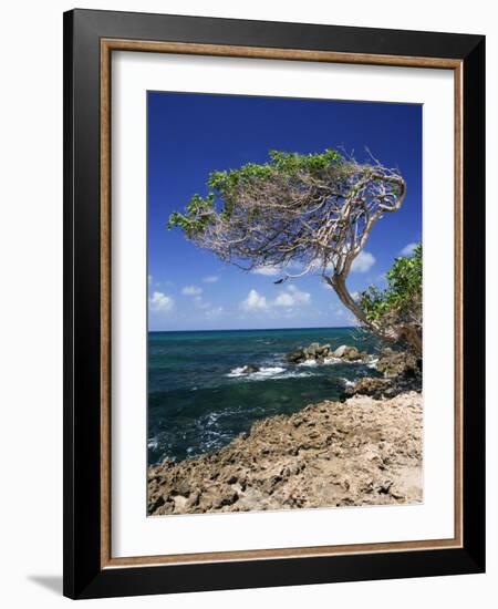 Divi Divi Tree, Cudarebe Point, Aruba, West Indies, Dutch Caribbean, Central America-Sergio Pitamitz-Framed Photographic Print