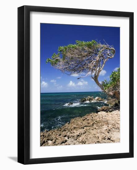 Divi Divi Tree, Cudarebe Point, Aruba, West Indies, Dutch Caribbean, Central America-Sergio Pitamitz-Framed Photographic Print