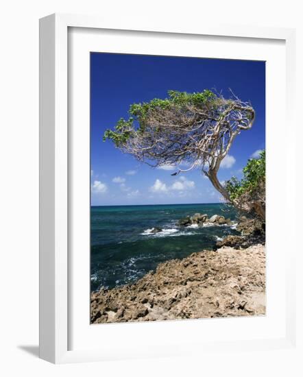 Divi Divi Tree, Cudarebe Point, Aruba, West Indies, Dutch Caribbean, Central America-Sergio Pitamitz-Framed Photographic Print