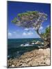 Divi Divi Tree, Cudarebe Point, Aruba, West Indies, Dutch Caribbean, Central America-Sergio Pitamitz-Mounted Photographic Print