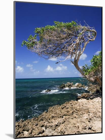 Divi Divi Tree, Cudarebe Point, Aruba, West Indies, Dutch Caribbean, Central America-Sergio Pitamitz-Mounted Photographic Print