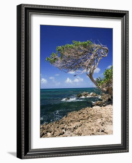 Divi Divi Tree, Cudarebe Point, Aruba, West Indies, Dutch Caribbean, Central America-Sergio Pitamitz-Framed Photographic Print