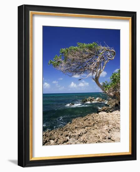 Divi Divi Tree, Cudarebe Point, Aruba, West Indies, Dutch Caribbean, Central America-Sergio Pitamitz-Framed Photographic Print