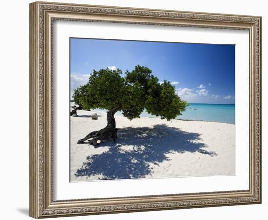 Divi Tree, Aruba-George Oze-Framed Photographic Print