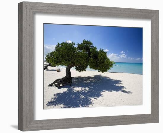 Divi Tree, Aruba-George Oze-Framed Photographic Print