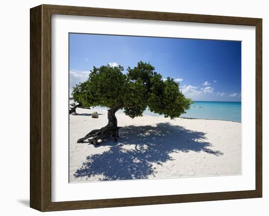 Divi Tree, Aruba-George Oze-Framed Photographic Print