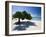 Divi Tree, Aruba-George Oze-Framed Photographic Print