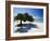 Divi Tree, Aruba-George Oze-Framed Photographic Print